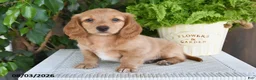 Miniature Dachshund dogs for sale: Smith - Ad 3