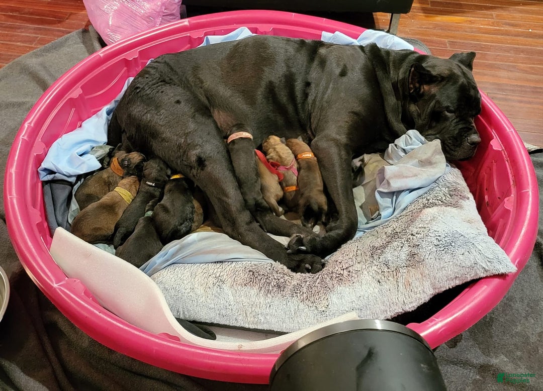 Gallery Image {{count}}