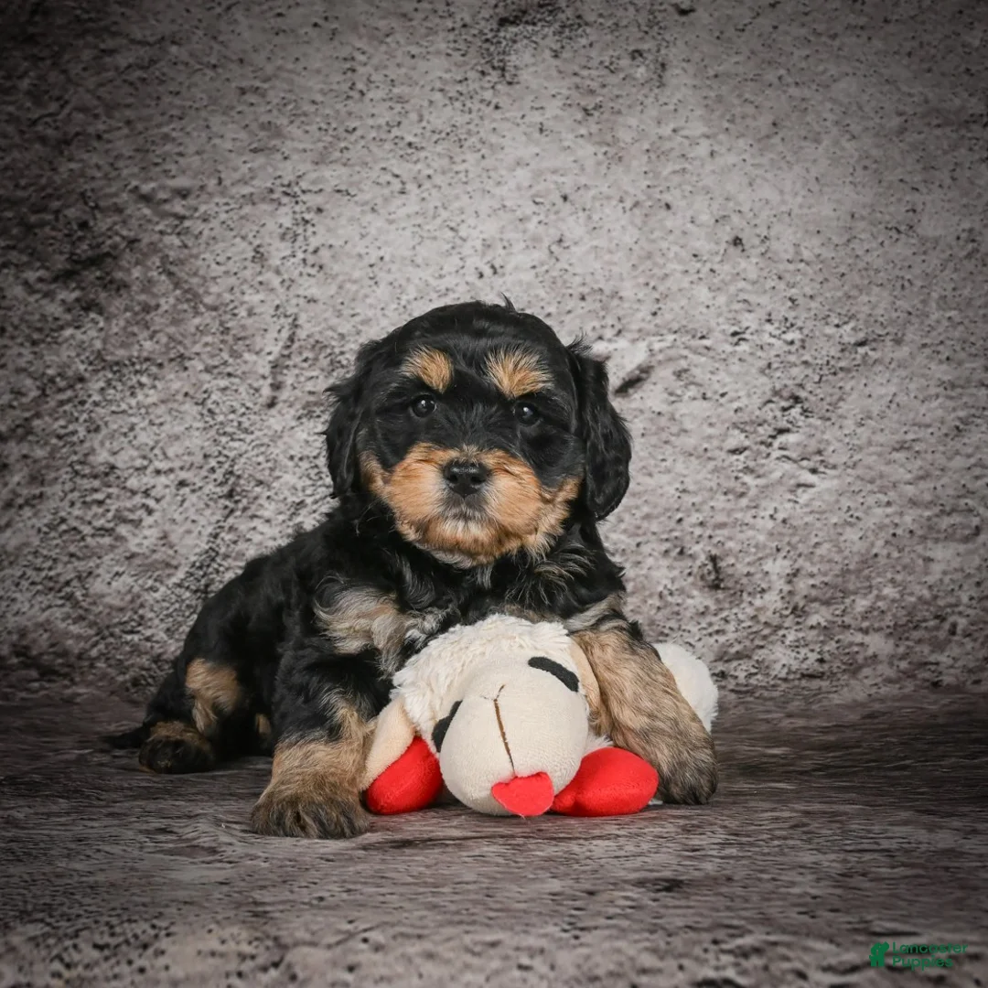 Mini Goldendoodle dogs for sale: Madelyn - Ad 6