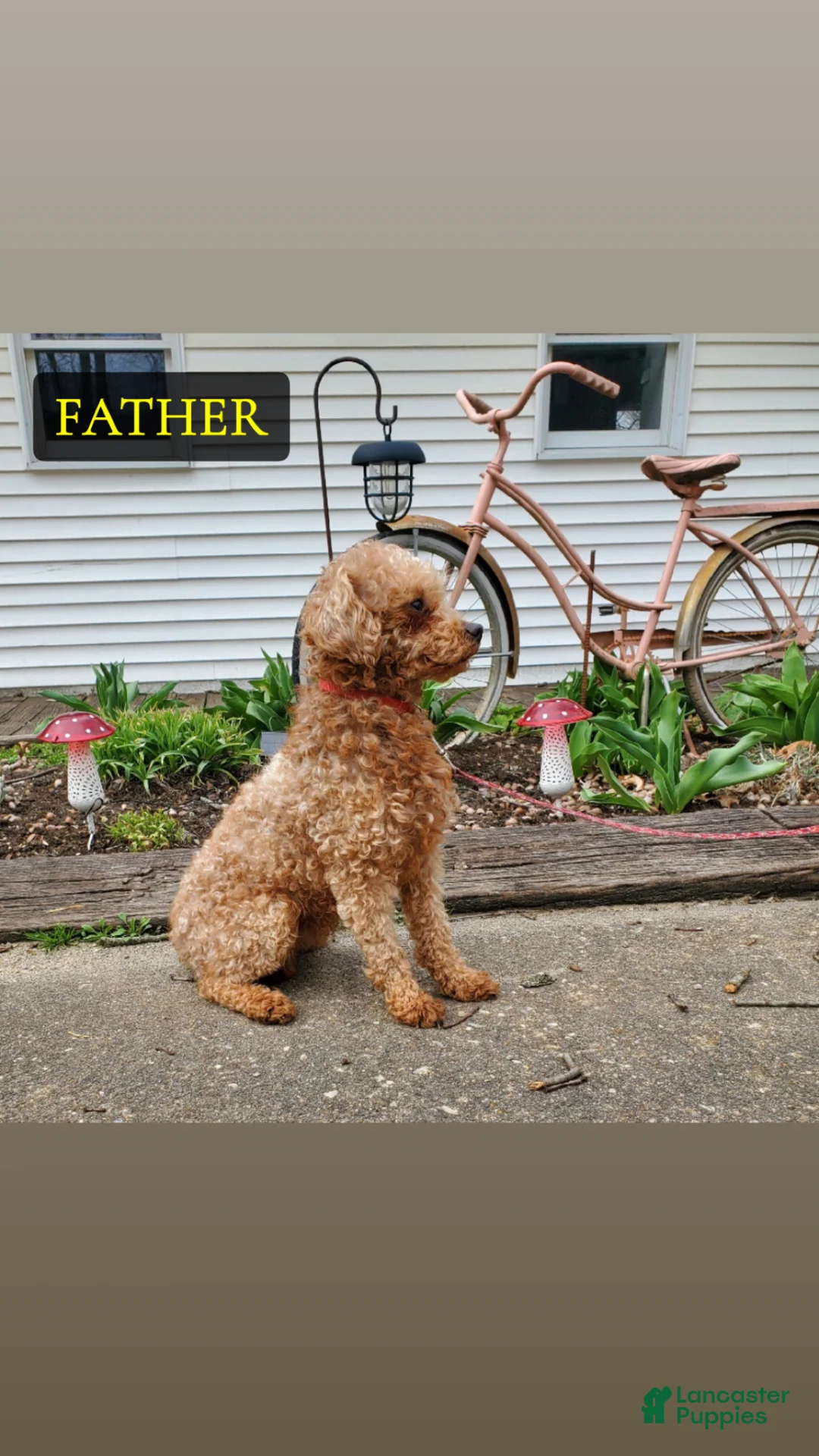 Cavapoo dogs for sale: Sadie - Ad 11