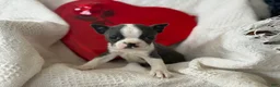 Boston Terrier dogs for sale: Robbie - Ad 3