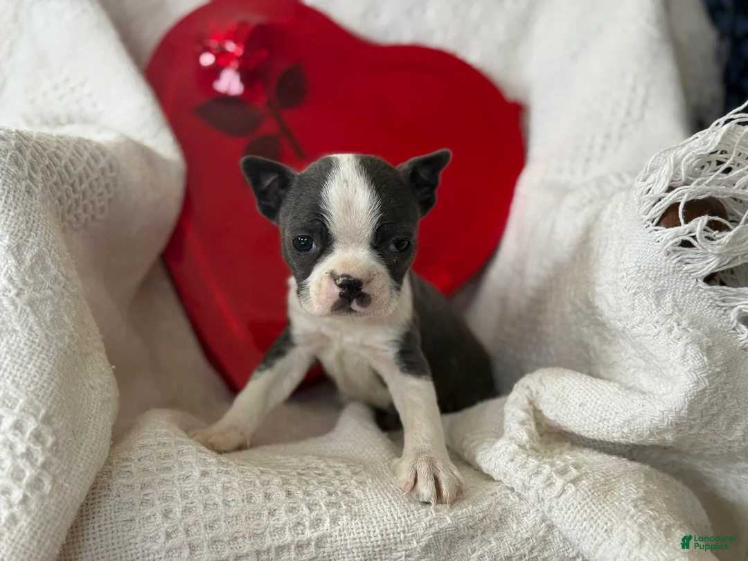 Boston Terrier dogs for sale: Robbie - Ad 3