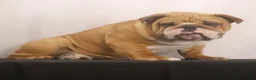 English Bulldog dogs for sale: Griffin - Ad 9