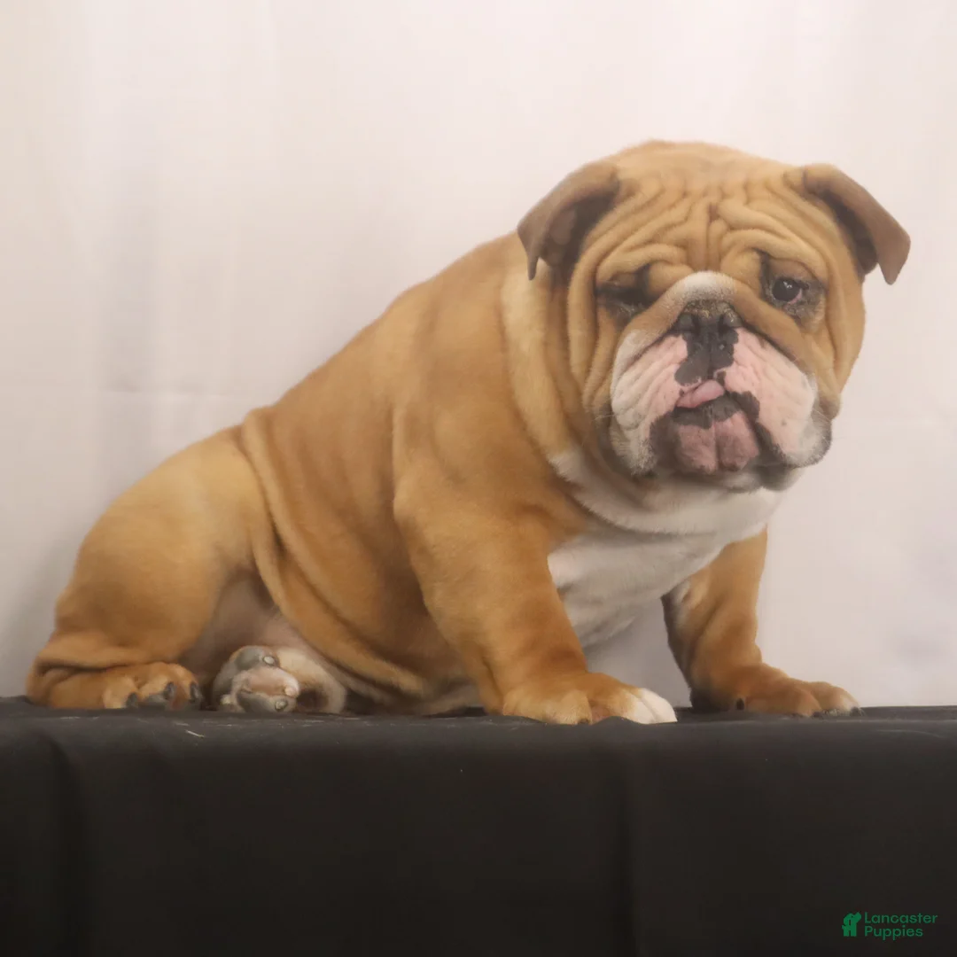 English Bulldog dogs for sale: Griffin - Ad 9