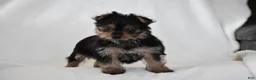 Yorkshire Terrier dogs for sale: Olivia - Ad 10