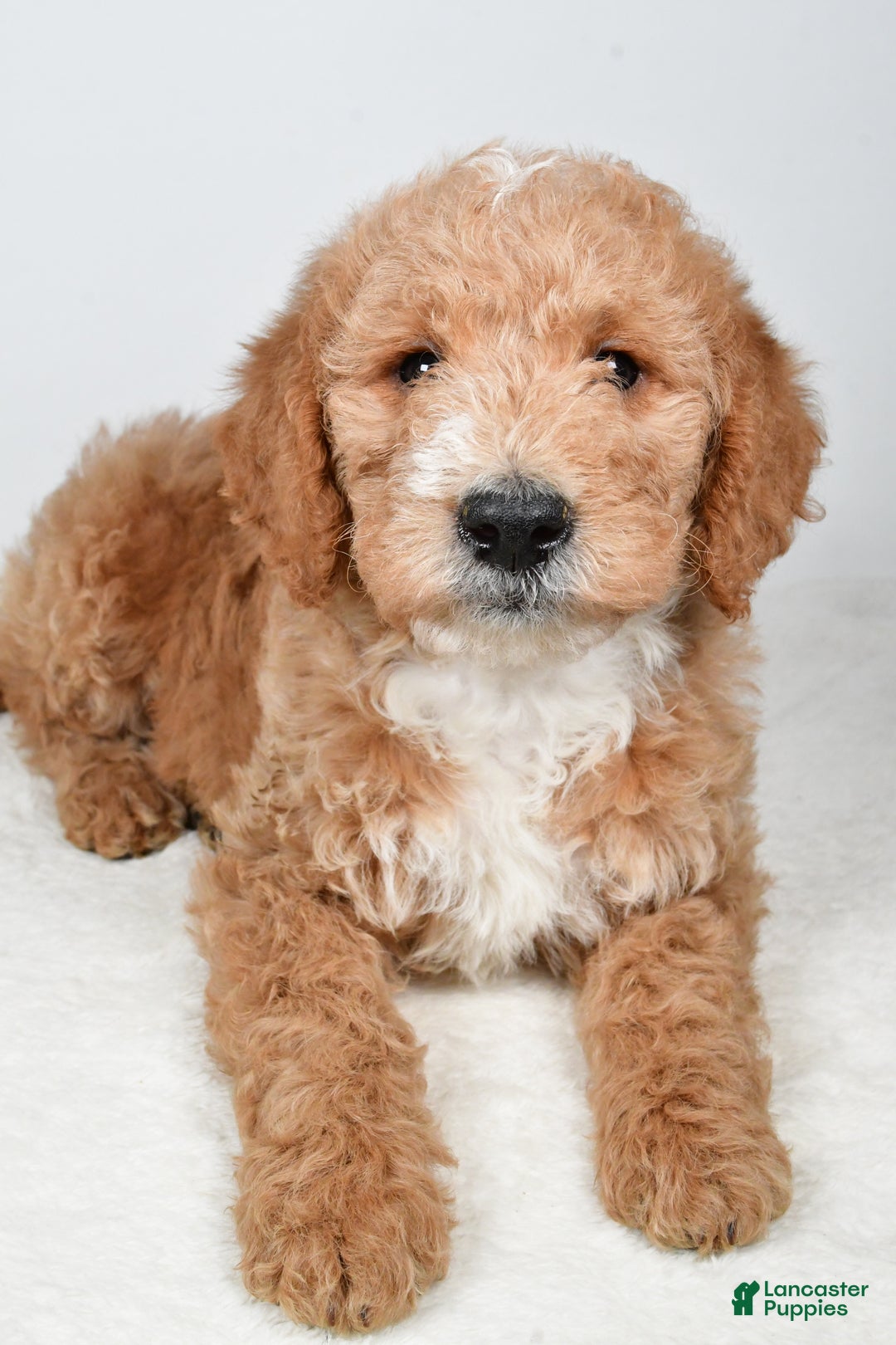Labradoodle dogs for sale: Nitro - Ad 7