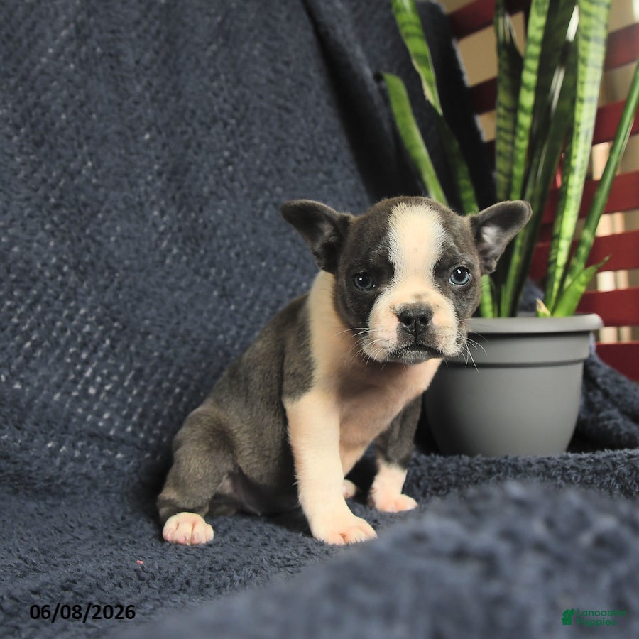 Boston Terrier dogs Francis - Ad 2