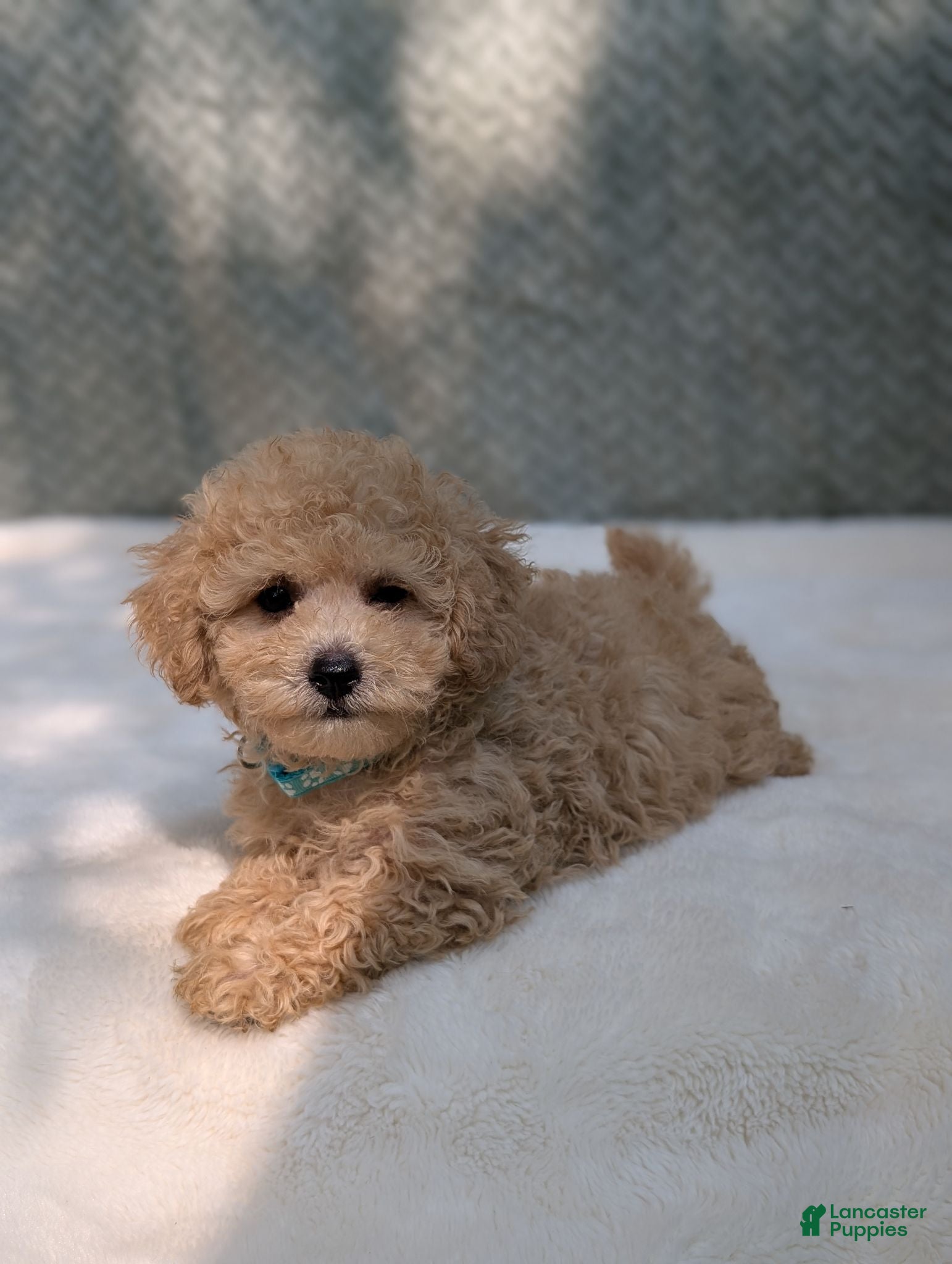 Bichpoo dogs Bear - Ad 2