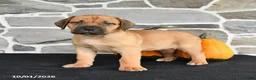 Mixed Breed dogs for sale: Sasha - Ad 1