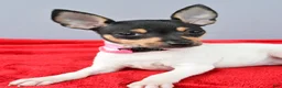 Toy Fox Terrier dogs for sale: Dora - Ad 5