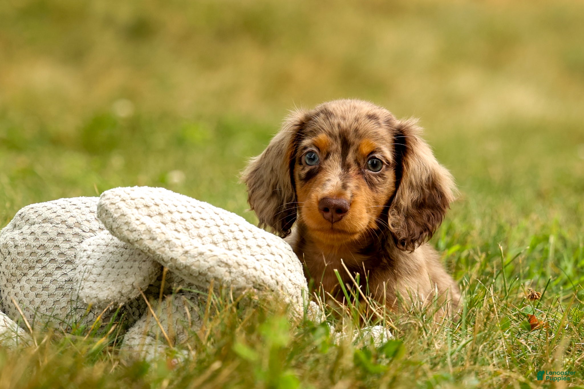Miniature Dachshund dogs BUDDY - Ad 2