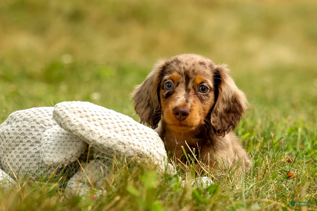 Miniature Dachshund dogs for sale: BUDDY - Ad 2