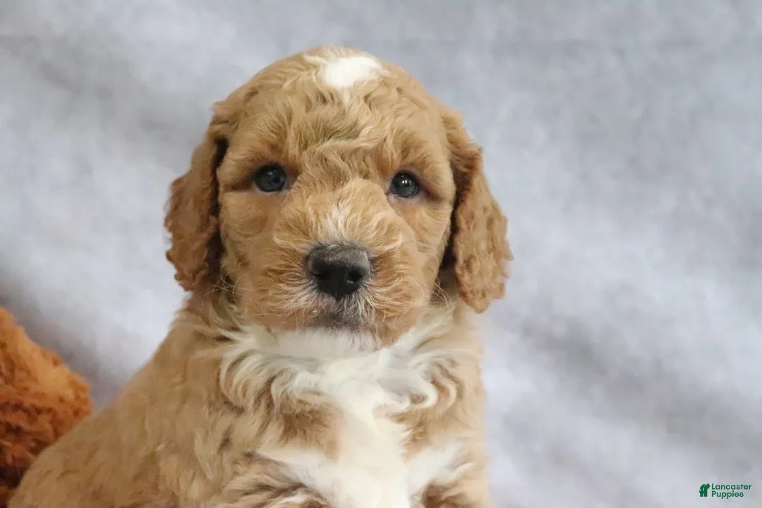Mini Goldendoodle dogs for sale: Cyrus - Ad 2