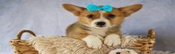 Welsh Corgi Pembroke dogs for sale: Yack 🐶  - Ad 8