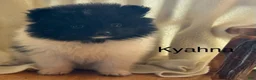 Pomeranian dogs for sale: Kyana - Ad 1