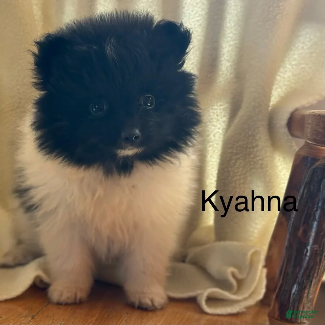 Pomeranian dogs for sale: Kyana - Ad 1