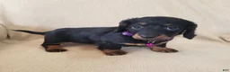 Miniature Dachshund dogs for sale: ROSIE - Ad 5