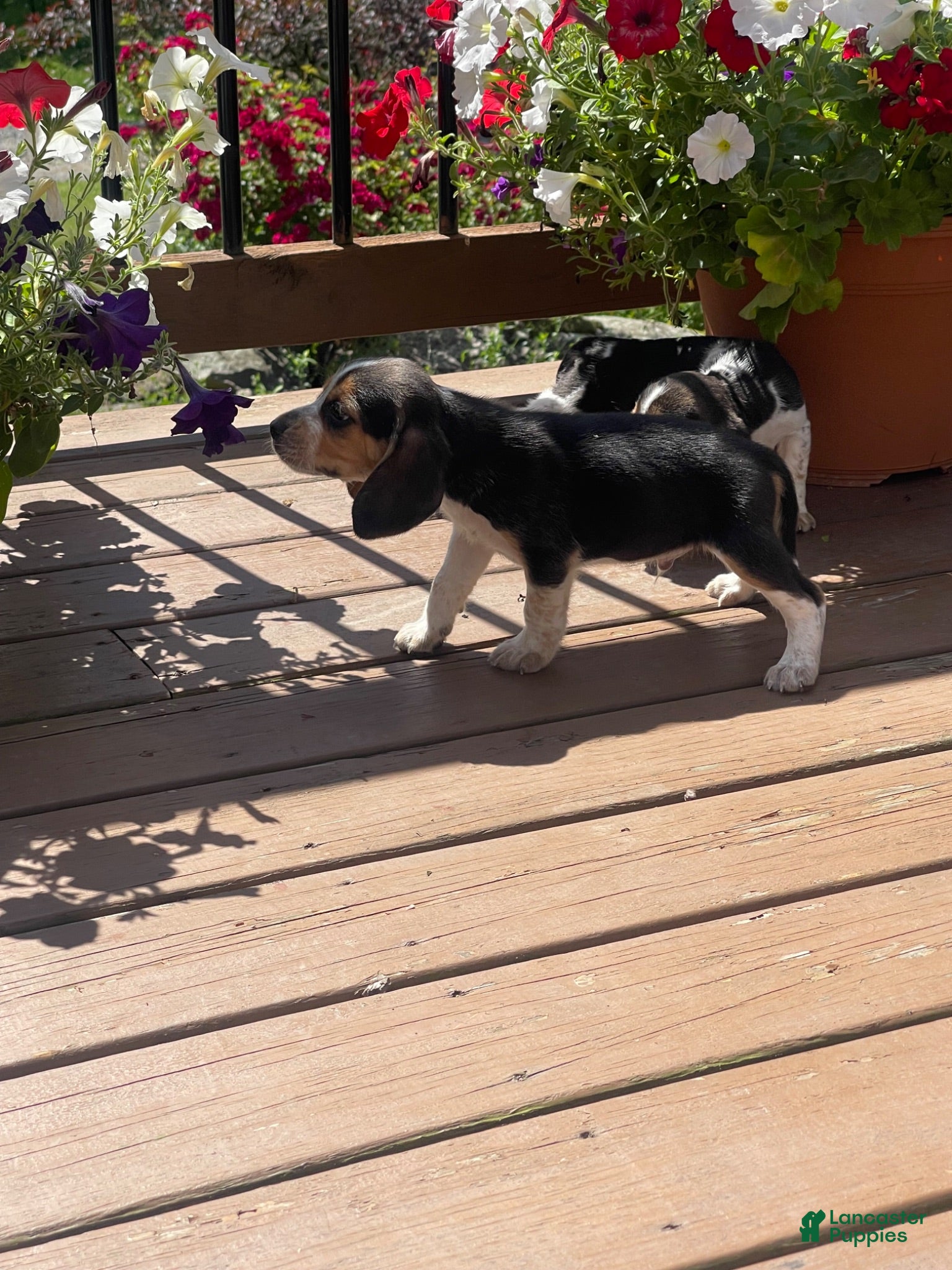 Beagle dogs Beagle 2 - Ad 1