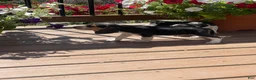 Beagle dogs for sale: Beagle 2 - Ad 1