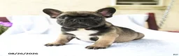 French Bulldog dogs for sale: Koa  - Ad 3