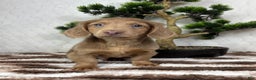 Miniature Dachshund dogs for sale: Dakota  - Ad 6