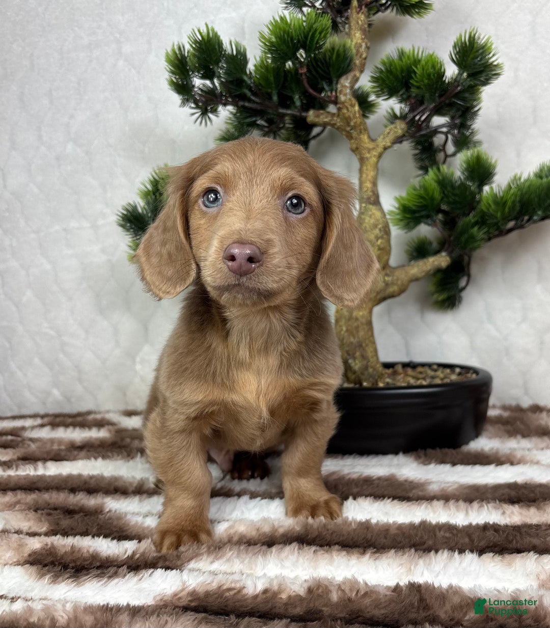 Miniature Dachshund dogs for sale: Dakota  - Ad 6