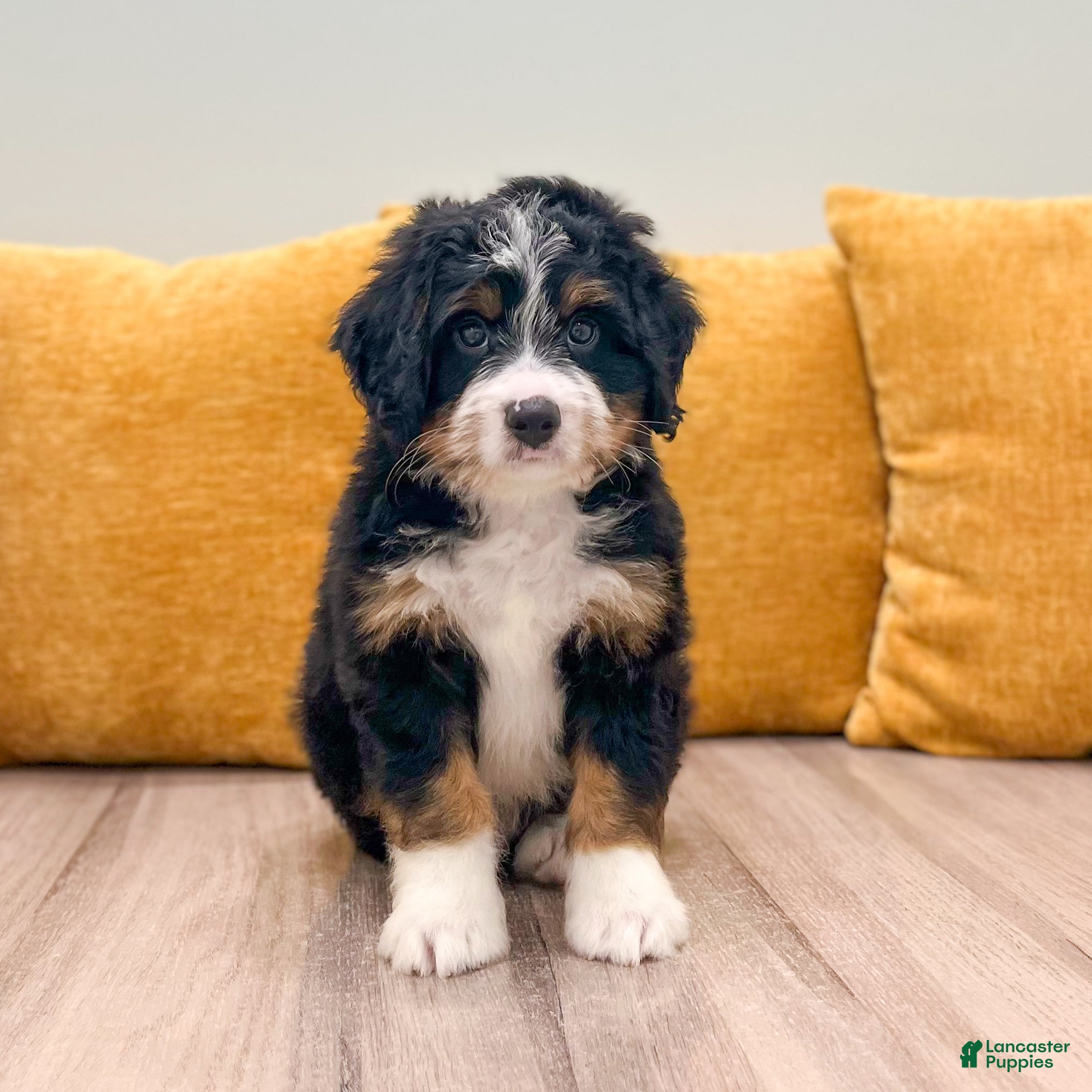 Mini Bernedoodle dogs Jackson - Ad 1