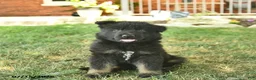 German Shepherd dogs for sale: Thor  - Ad 3