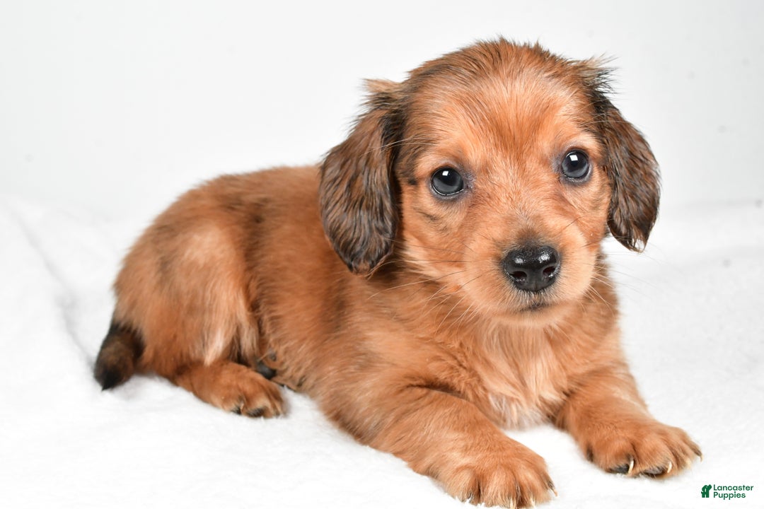 Miniature Dachshund dogs for sale: Blaze  - Ad 4