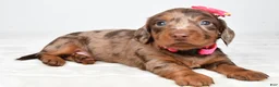 Miniature Dachshund dogs for sale: Angel - Ad 4