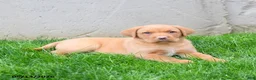 Labrador Retriever dogs for sale: Elroy  - Ad 2