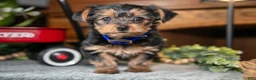 Yorkshire Terrier dogs for sale: Ruby - Ad 1