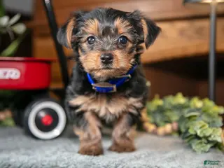 Yorkshire Terrier dogs for sale: Ruby - Ad 2