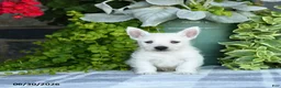 West Highland Terrier dogs for sale: Anson - Ad 5
