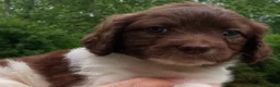 Cockapoo dogs for sale: "Mayim" Cock-a-Doodle-Do [Cock-a-Poo] Elizabeth, IN / Louisville, KY - Ad 1