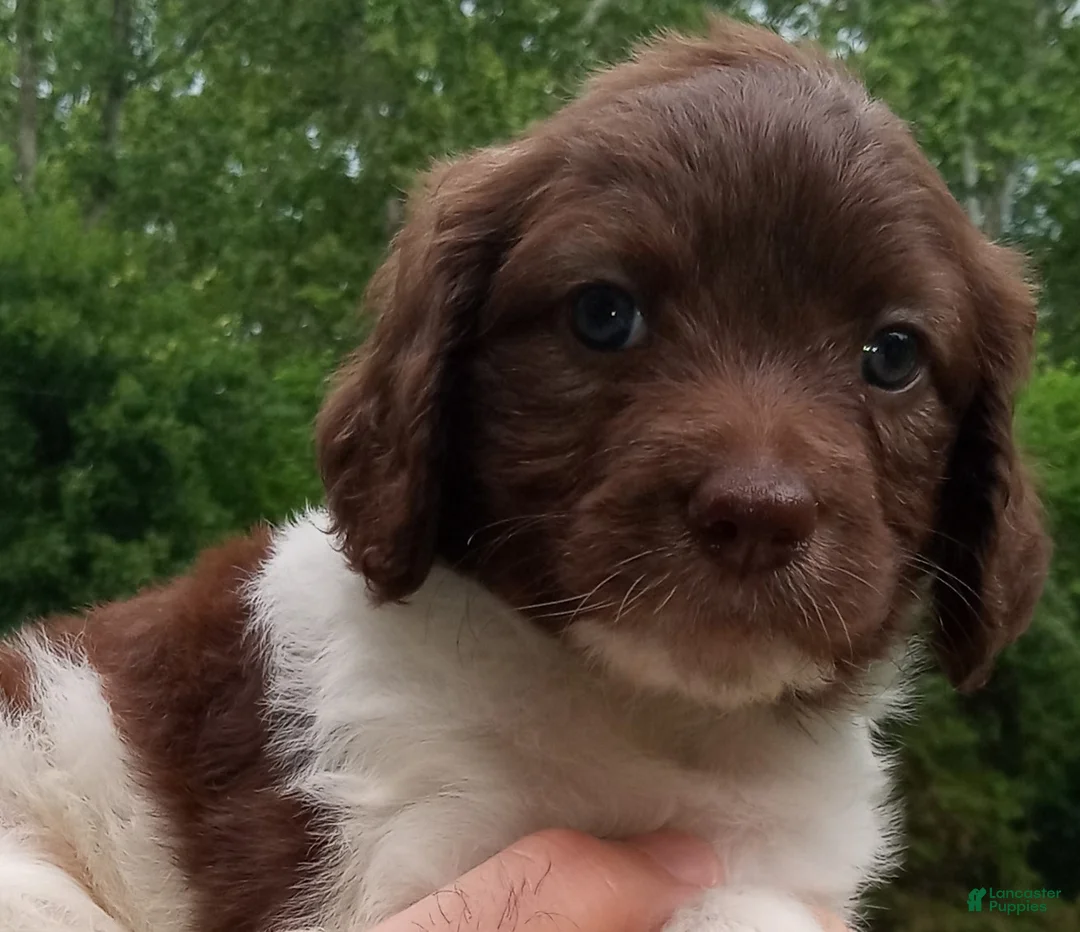 Cockapoo dogs for sale: "Mayim" Cock-a-Doodle-Do [Cock-a-Poo] Elizabeth, IN / Louisville, KY - Ad 1