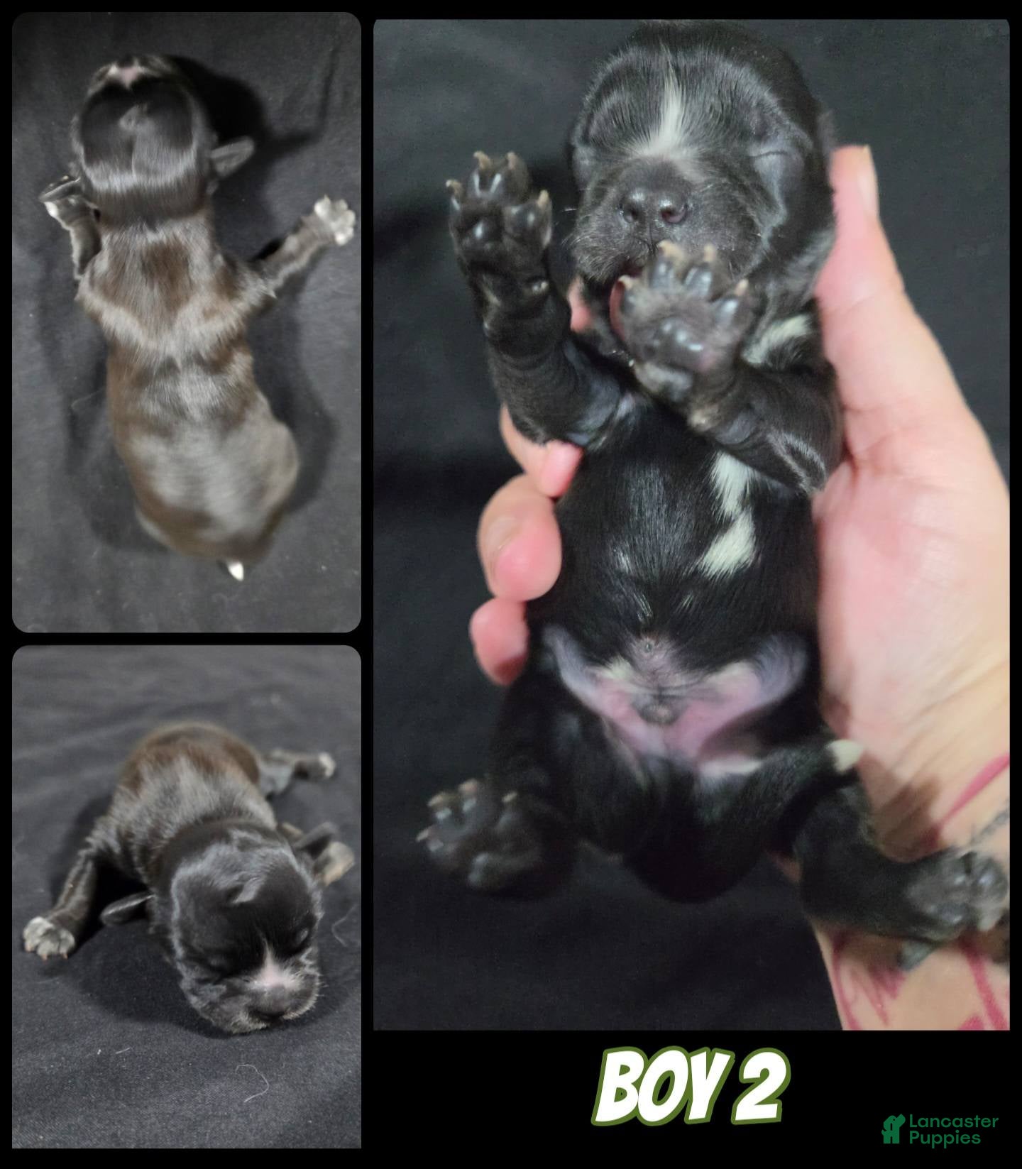 Shih Tzu dogs Shih Tzu Girl 3 - Ad 42