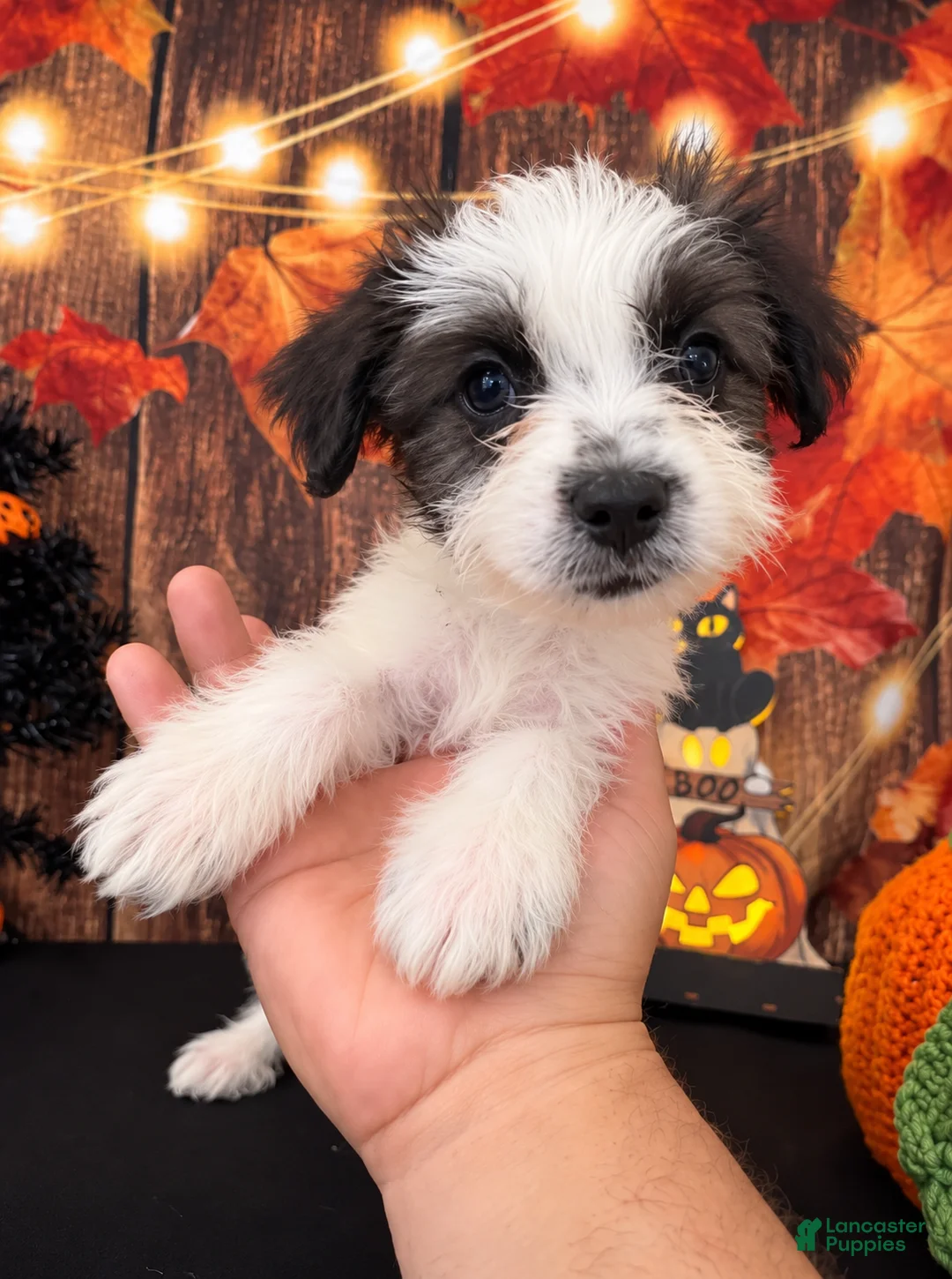 Shihpoo dogs for sale: SHIH TZU × TOY POODLE — SHIH-POO PUPPIES  - Ad 2