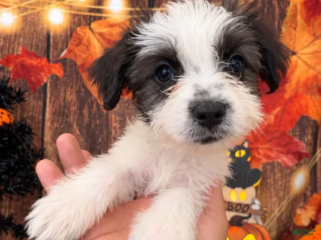 Shihpoo dogs SHIH TZU × TOY POODLE — SHIH-POO PUPPIES - Ad 2