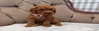 Cavapoo 4