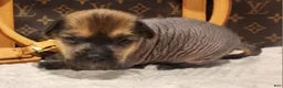 Mixed Breed dogs for sale:  Boss  - Ad 6