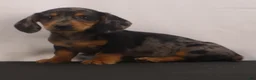 Dachshund dogs for sale: Rocky - Ad 8