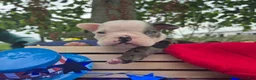 Olde English Bulldogge dogs for sale: Rocky - Ad 11