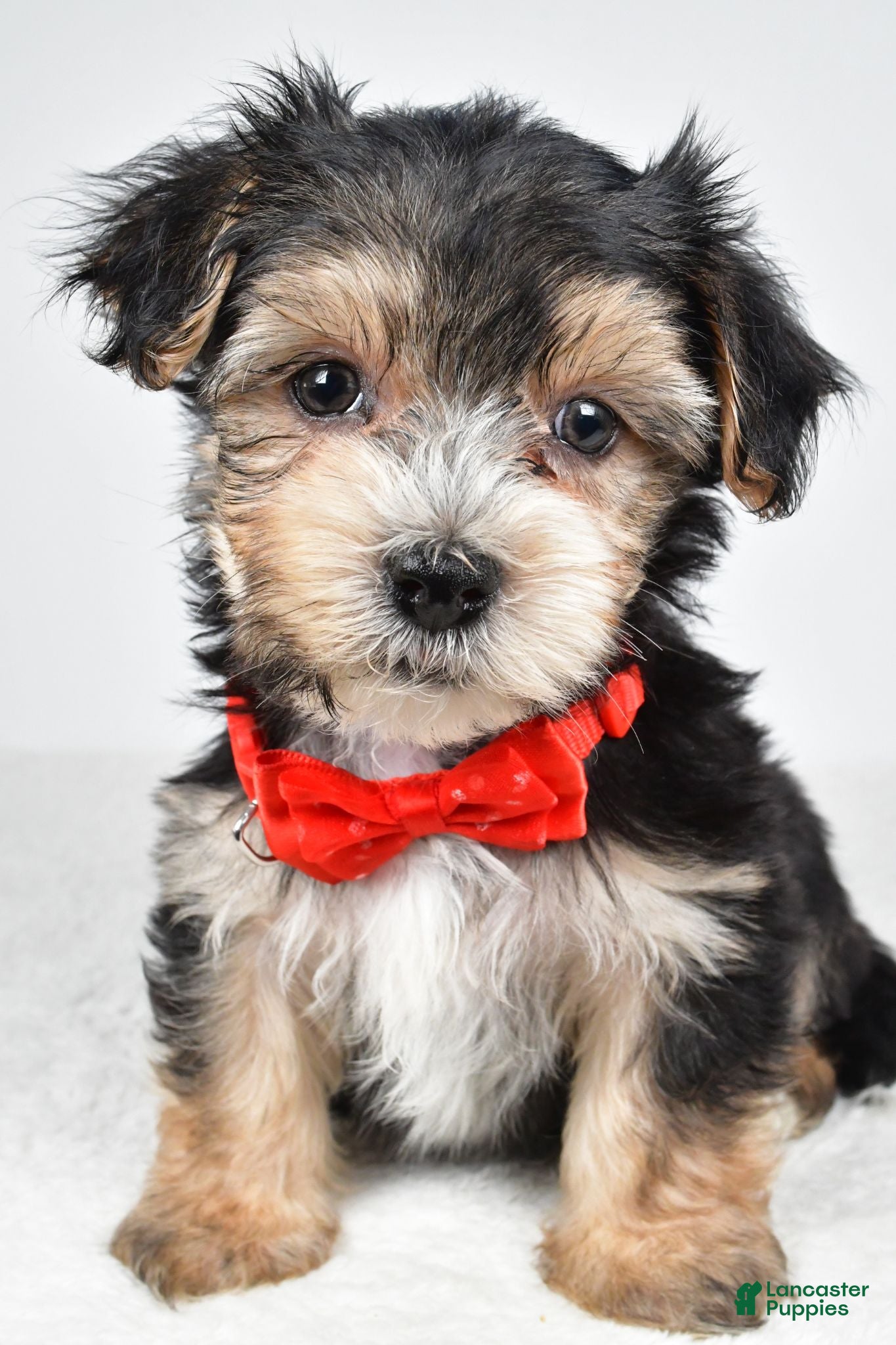 Morkie dogs Jake - Ad 1
