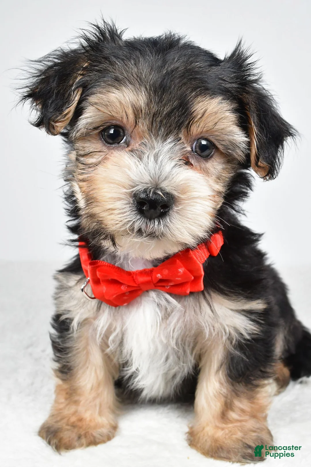 Morkie dogs for sale: Jake - Ad 1