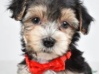 Morkie dogs for sale: Jake - Ad 4