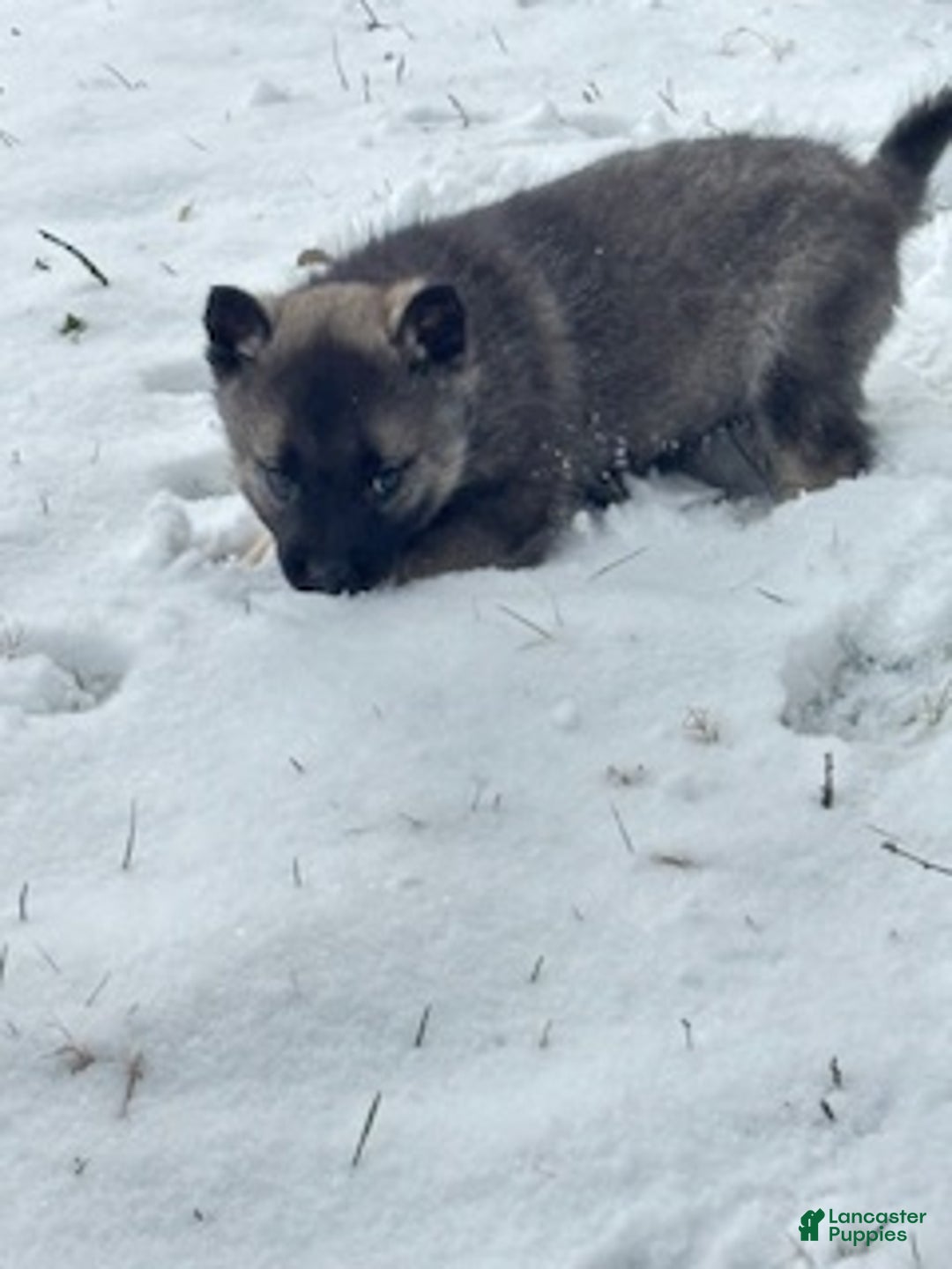 Norwegian Elkhound dogs for sale: Baby Girl - Ad 3