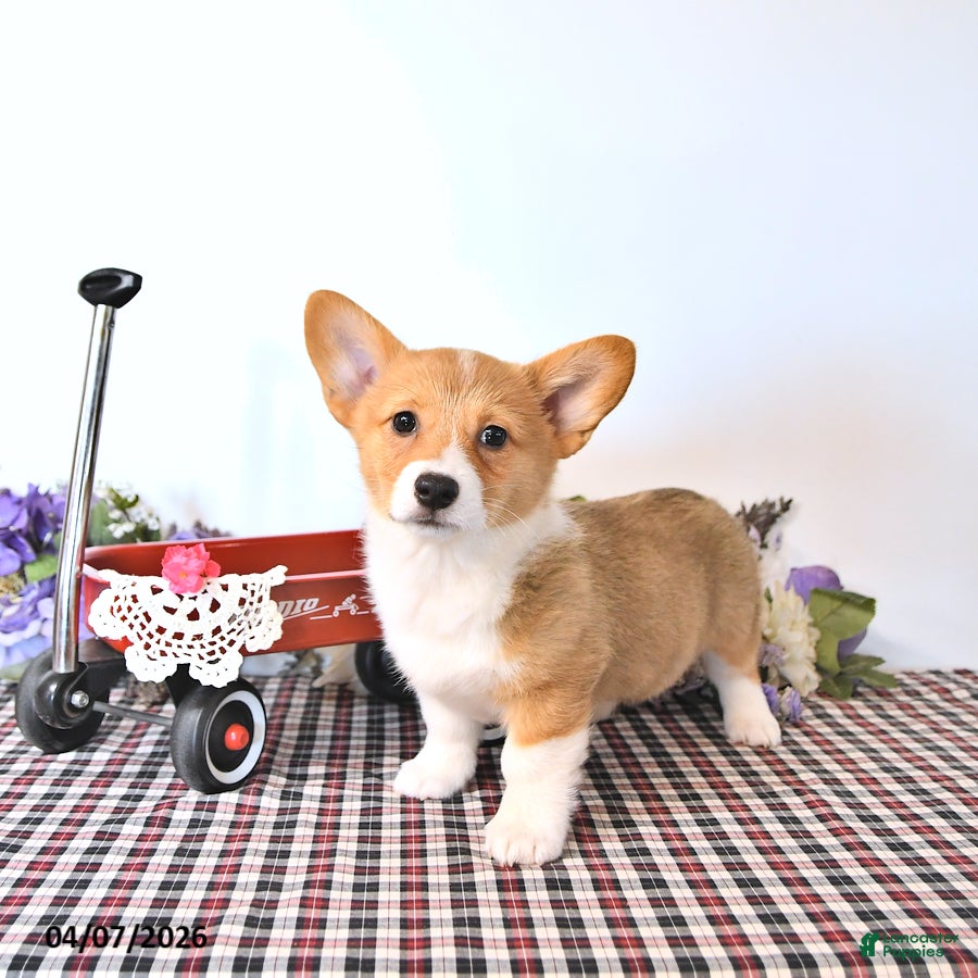 Welsh Corgi Pembroke dogs Kelsey - Ad 1