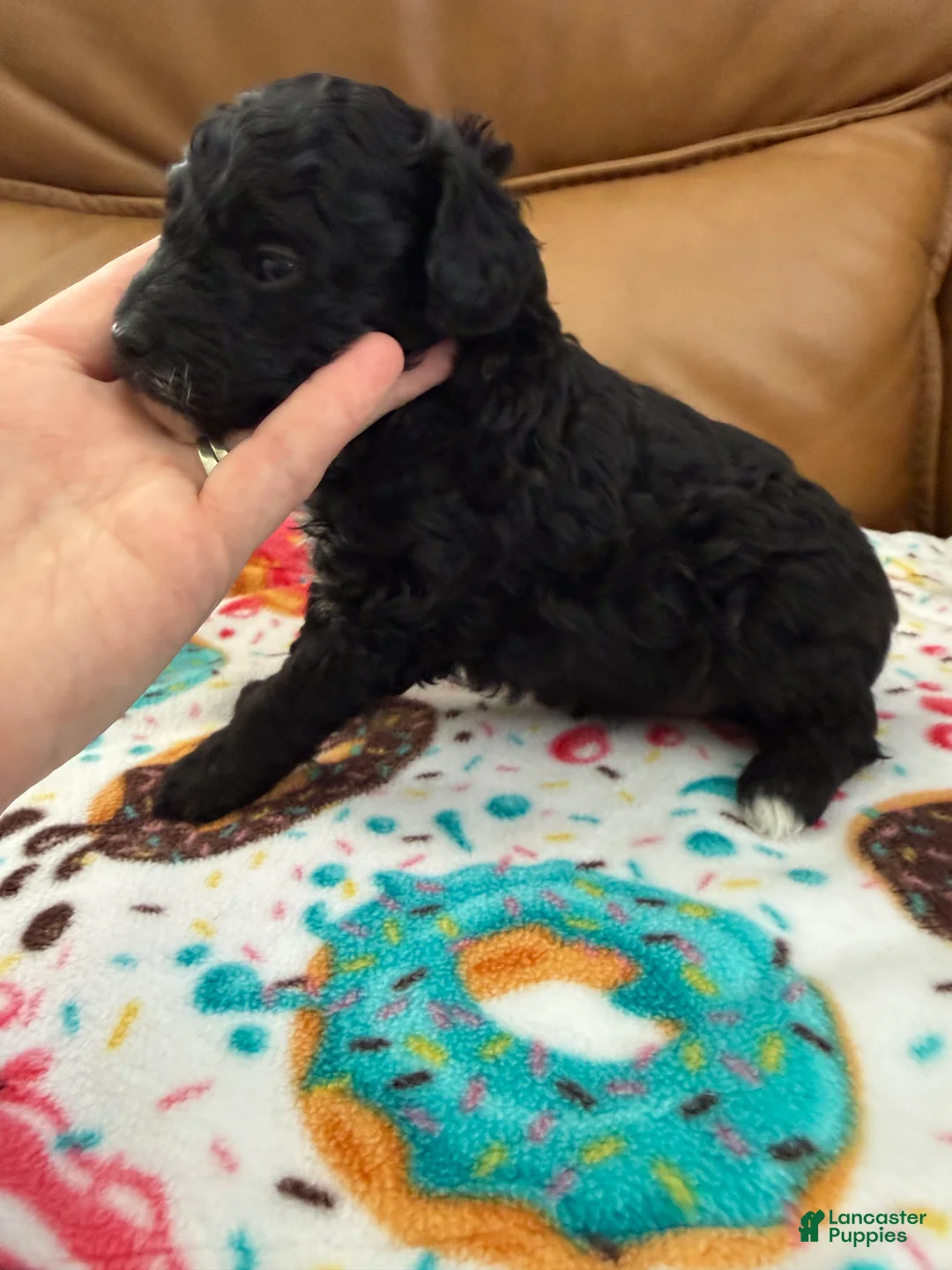 Miniature Poodle dogs for sale: CARTER - Ad 2