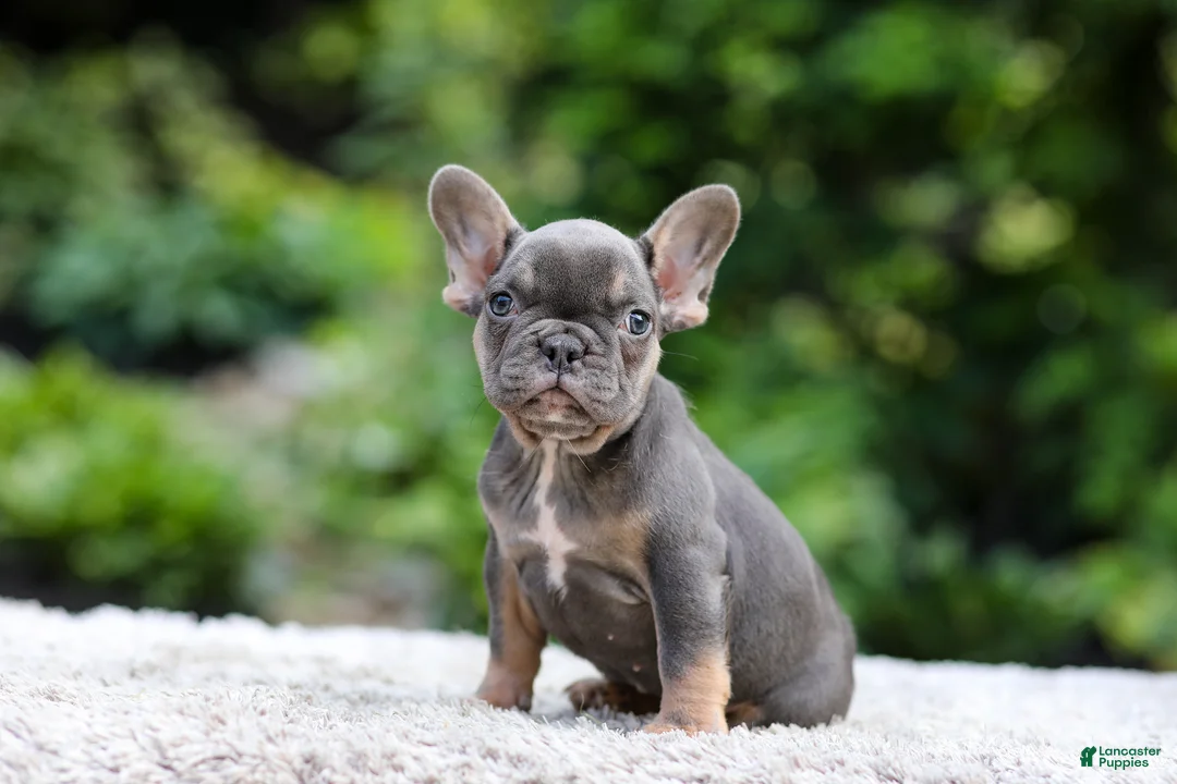 French Bulldog dogs for sale: Elsa - Ad 1